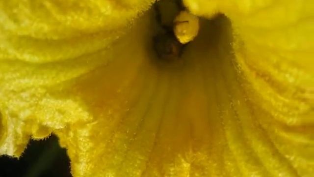 Две пчелы собирают нектар и пыльцу с одного цветка тыквы! смотреть онлайн