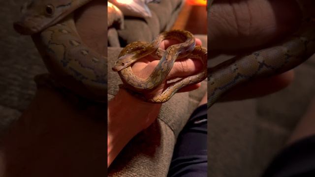 Getting Comfy #retic #snake #retics #reticulatedpython #reptile #reticulated #reticnation #python смотреть онлайн