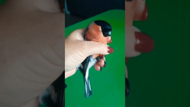 Синица? смотреть онлайн