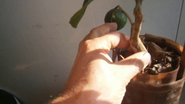 Домашний мандарин Уншиу в горшке с зелеными плодами смотреть онлайн