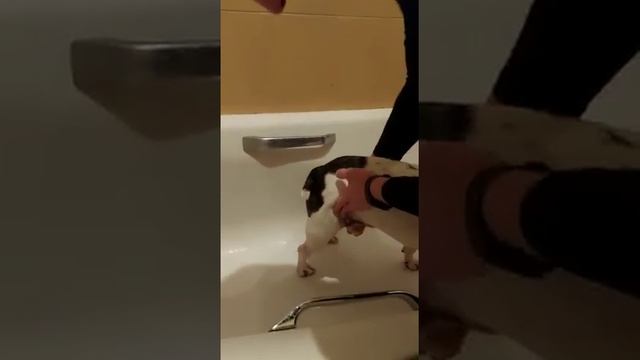 Как мыть Эркюля после прогулки смотреть онлайн