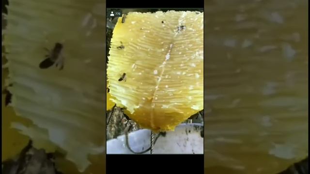 Огромный рой пчел с мёдом на скале! Giant bee swarm on the rock!!! смотреть онлайн