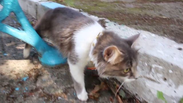 Кошка в Шоке! Гуляем с Махой на улице!))) [1 часть] смотреть онлайн