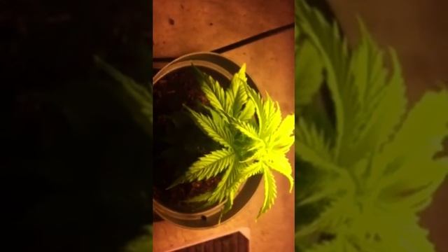 Northern Lights Autoflower grow day 22 смотреть онлайн