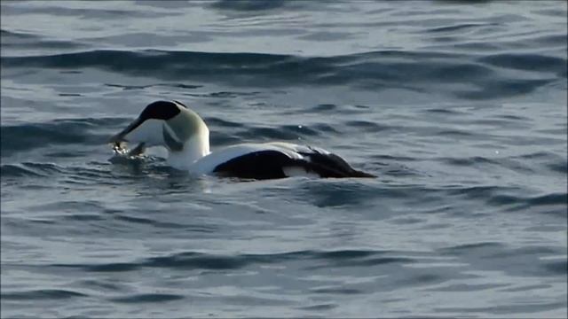 Обыкновенная гага - Somateria mollissima смотреть онлайн