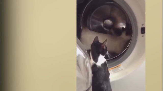 СМЕШНЫЕ КОТЫ С КОШКАМИ. ПРИКОЛЫ С КОТАМИ И КОШКАМИ #3 смотреть онлайн