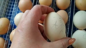 Инкубация куриных яиц. Таблица инкубации.