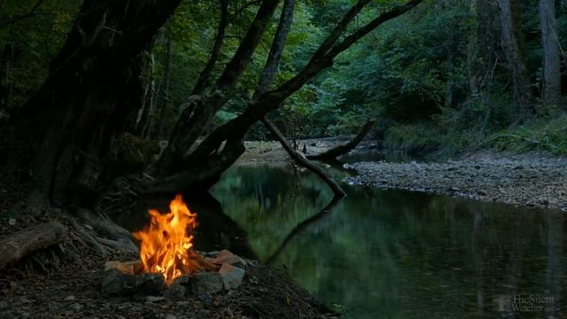Как разделить антуриум при пересадке? смотреть онлайн
