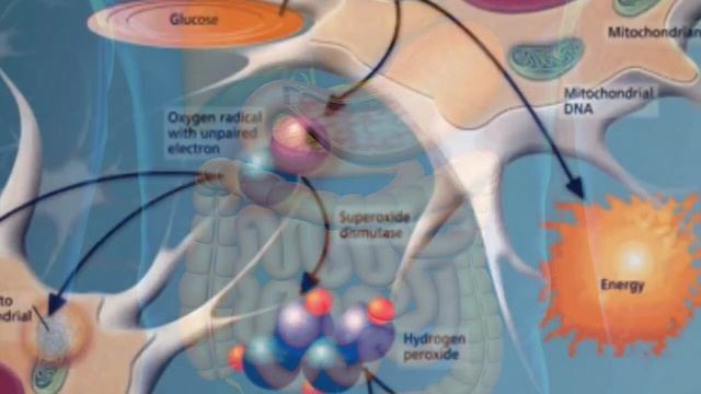 Домашние Животные и Их Уход