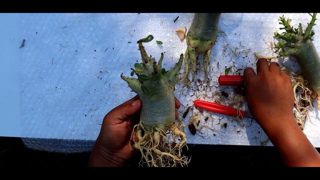 การปลูกชวนชมเบื่องต้นสำหรับมือใหม่ Small tree planting tips for beginners.(sub Eng) смотреть онлайн