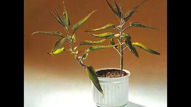 Каланхоэ Лечит ,,Лечение травами,, смотреть онлайн