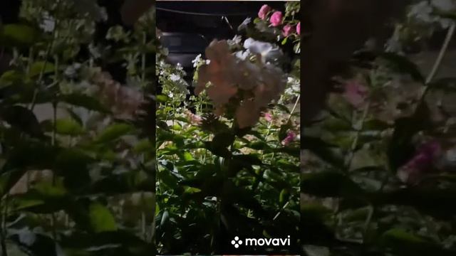 Курочка в коптильне#покупочки#начинаем прикрывать гортензии#магнолия #готовим #мангал#коптильня смотреть онлайн