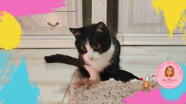 ? Тедди не котёнок, Тедди - лягушонок ? Сладкая мордуленция ? смотреть онлайн