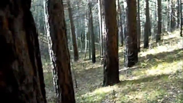 Приехали отдохнуть/ нашли барсучью нору смотреть онлайн