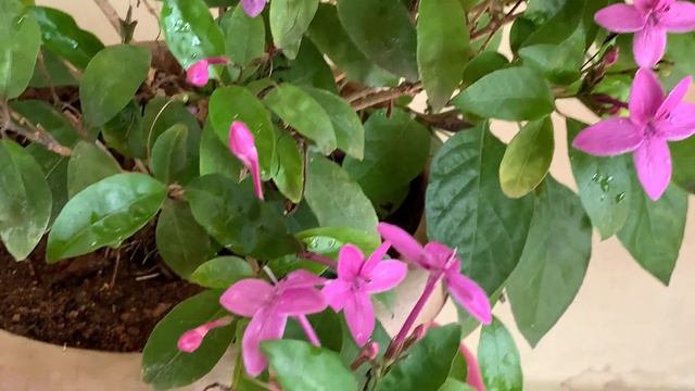 057.Erranthamum Laxiflorum A Perrenial Flowering Plant