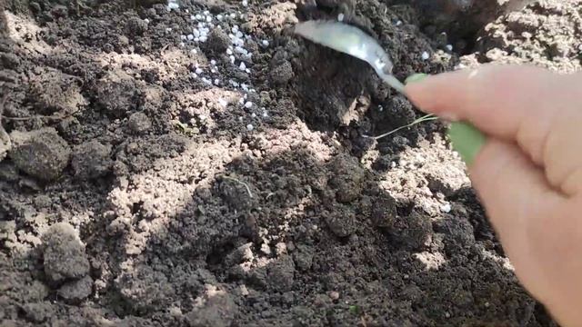 ?Важная подкормка роз в конце августа ?для успешной зимовки смотреть онлайн