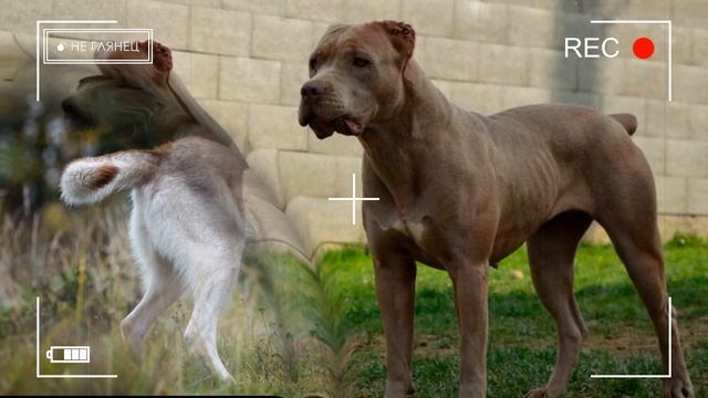 Медведев Д.: список потенциально ОПАСНЫХ пород собак смотреть онлайн