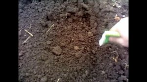 Посев семян щавеля. Посадка и выращивание щавеля.