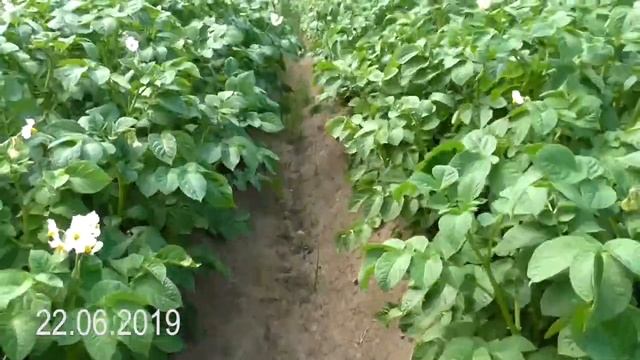 Посадка картошки самодельным электрокультиватором смотреть онлайн