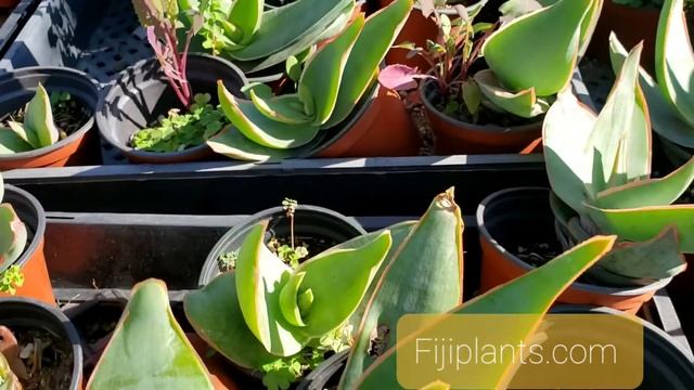 Coral Aloe, Aloe Striata. Rare Aloe, Rare Succulent,collection, Agave