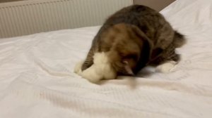 Кошка против норки!??