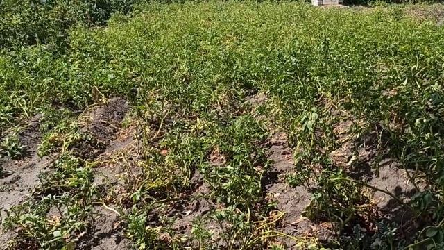 Картофель замедлил в развитии, листья скручиваются и сохнут - это признаки фитофтороза смотреть онлайн