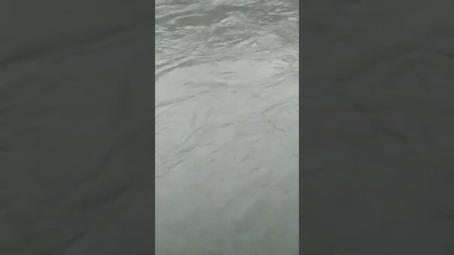 отличная рыбалка на усача Чечня смотреть онлайн