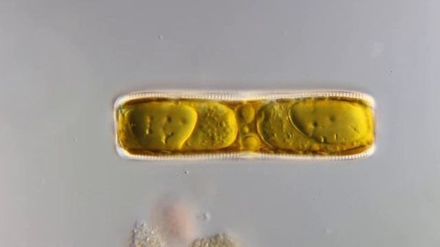 Движение диатомовой водоросли из сфагнового болота смотреть онлайн