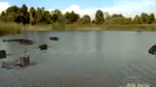 RECENSIONE FILM- Mega phyton vs Gatoroid смотреть онлайн