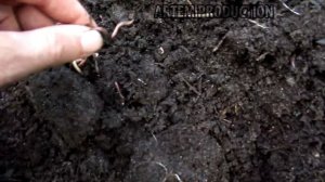 ✅1ЛИТР ЧЕРВЕЙ ЗА 15 МИНУТ- ГДЕ НУЖНО КОПАТЬ