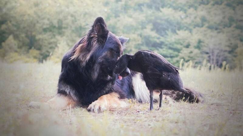 502 Cliff Richard - Cliff Richard Congratulations смотреть онлайн