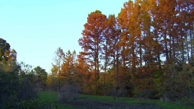 Autumn footage / Осенний футаж 114 смотреть онлайн