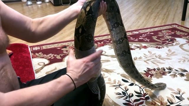 Линька  императорского удава.