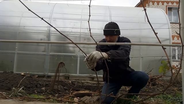 Как обрезать виноград осенью для начинающих пошагово.Осенняя обрезка винограда на зиму старого куст смотреть онлайн