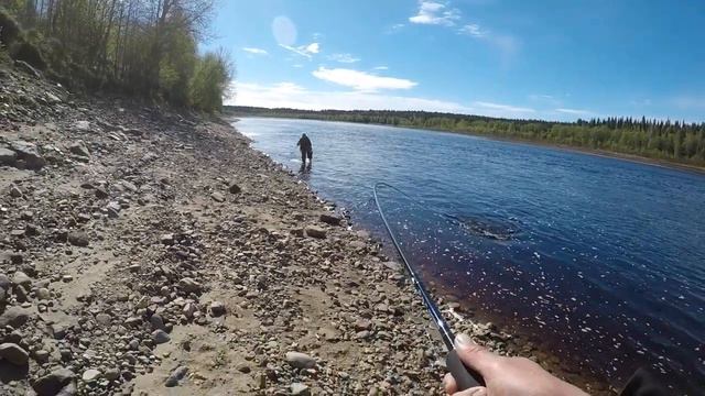 Пытаюсь сломать AIMS на вываживание сёмги.