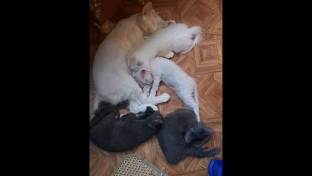 Сфинксы ,кудрявые кошки??? смотреть онлайн