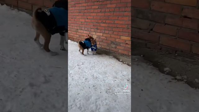 Он не лает, не кусает и без запаха псины 👍. Щенок басенджи ищет лучший дом. смотреть онлайн