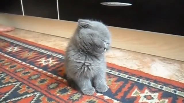 ПРИКОЛ МАЛЕНЬКОГО КОТЕНКА рубит, ПРИКОЛЬНО СМОТРИМ РЖЕМ!