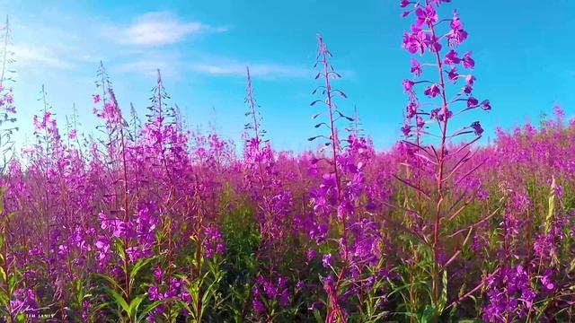 Switzerland AMAZING Beautiful Nature with Soothing Relaxing Music, 4k Ultra HD by Tim Janis смотреть онлайн