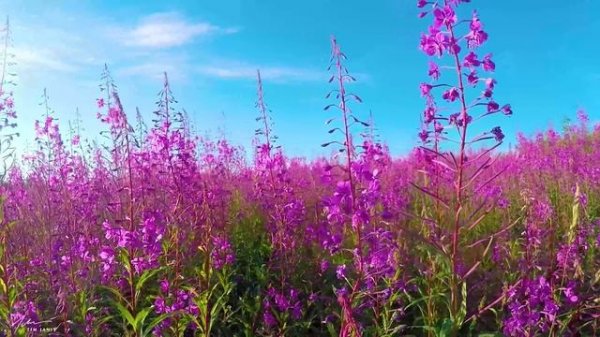 Switzerland  AMAZING Beautiful Nature with Soothing Relaxing Music, 4k Ultra HD by Tim Janis