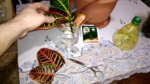 Укоренение кротона, сравниваем два способа размножения.