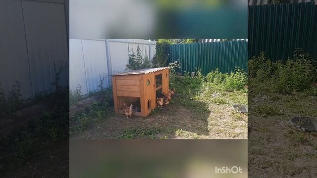 Я рад,что куры адаптировались за один день смотреть онлайн