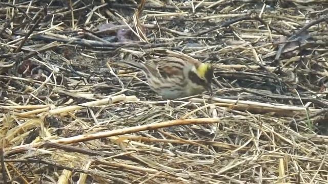 интересная птичка-ОВСЯНКА похожая на воробья смотреть онлайн