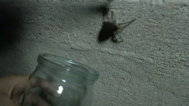 УЖАС!!! Опять огромная ядовитая крымская паучиха у нас на балконе. Пытаемся избавиться смотреть онлайн