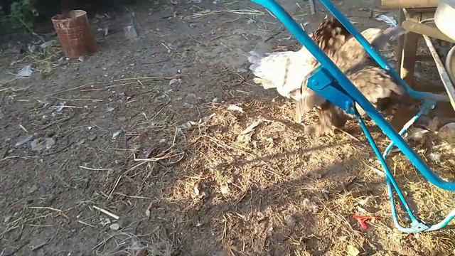 Квочки не могут поделить гнездо смотреть онлайн