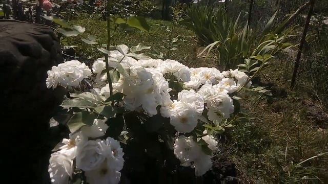 Мускусный гибрид роза НежДеЭте (Neige d'Ete) Lens, 1990 смотреть онлайн