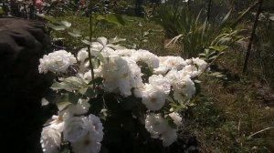 Мускусный гибрид роза НежДеЭте (Neige d'Ete) Lens, 1990