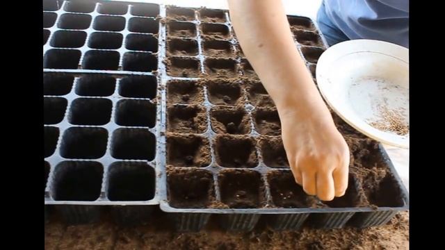 Как высадить семена помидоров для теплицы смотреть онлайн