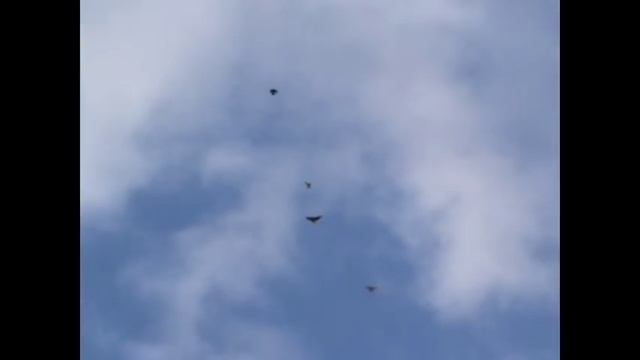 Сокол забирает голубя в полете. Falcon takes a dove in flight. смотреть онлайн