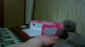 Как играть с котенком